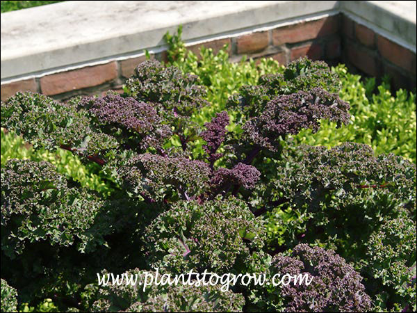 Redbor Kale growing with some Boxwood.